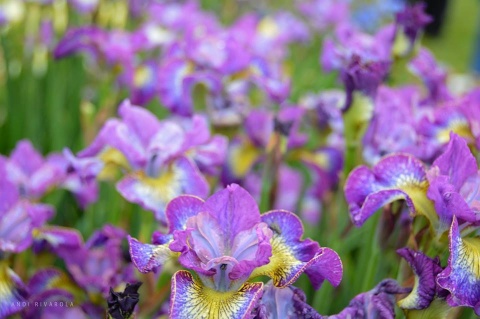 Irys syberyjski 'How Audacious' (L)