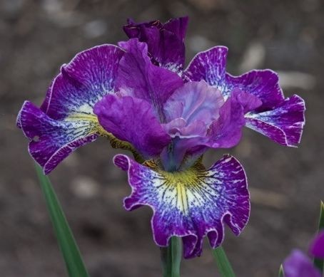 Irys syberyjski 'How Audacious' (L)