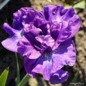 Irys syberyjski 'Rosy Bows' (W)