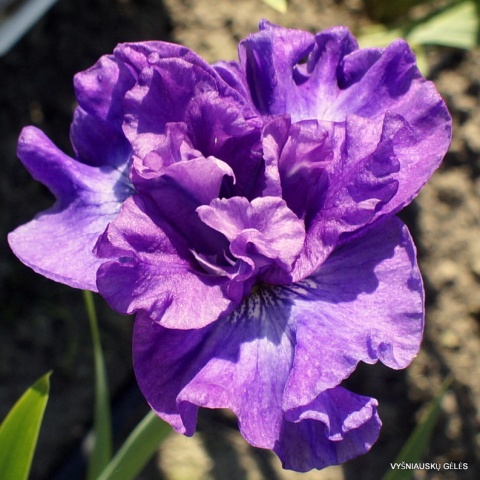 Irys syberyjski 'Rosy Bows' (GK)