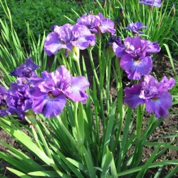 Irys syberyjski 'Rosy Bows' (GK)