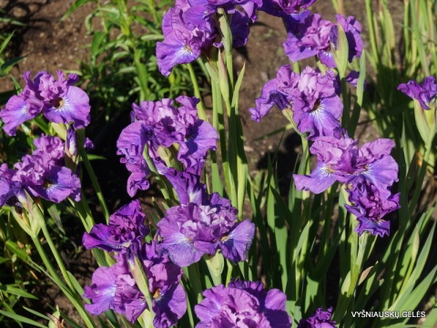 Irys syberyjski 'Rosy Bows' (GK)