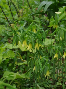 Jagodowiec wielkokwiatowy- Uvularia grandiflora 'Pallida' (W)