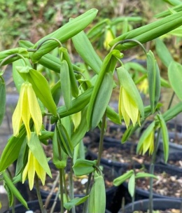 Jagodowiec wielkokwiatowy- Uvularia grandiflora 'Pallida' (L)