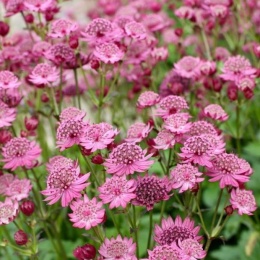 Jarzmianka 'Cerise Button' (W)