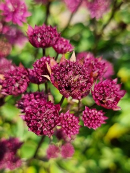 Jarzmianka 'Purple Happines' (W)