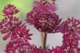 Jarzmianka 'Purple Happines' (W)