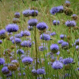 Jasieniec trwały- Jasione laevis 'Blaulicht' (L)