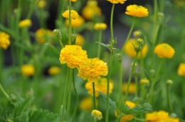 Jaskier ostry- Ranunculus acris 'Multiplex' (W)