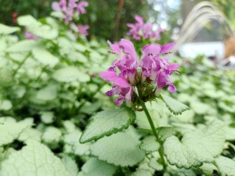 Jasnota plamista 'Beacon Silver' (L)