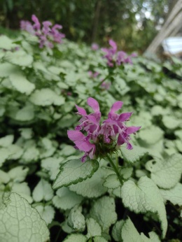 Jasnota plamista 'Beacon Silver' (L)