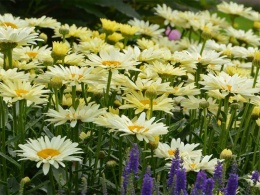 Jastrun- Leucanthemum 'Banana Cream' (W)