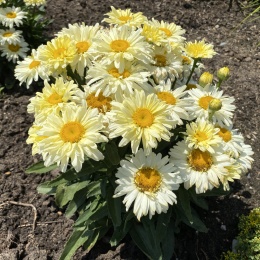 Jastrun- Leucanthemum 'Banana Cream' (W)