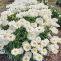 Jastrun- Leucanthemum 'Coconut' (W)