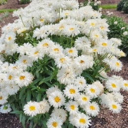 Jastrun- Leucanthemum 'Coconut' (W)