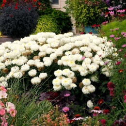 Jastrun- Leucanthemum 'Coconut' (W)