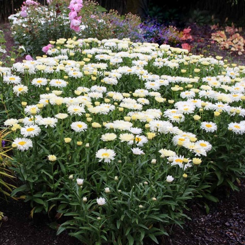 Jastrun- Leucanthemum 'Coconut' (W)