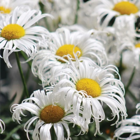 Jastrun- Leucanthemum 'Crazy Daisy' (L)