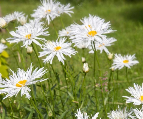 Jastrun- Leucanthemum 'Crazy Daisy' (L)