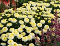Jastrun- Leucanthemum 'Luna' (L)