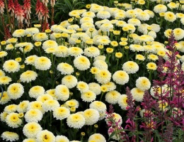 Jastrun- Leucanthemum 'Luna' (L)