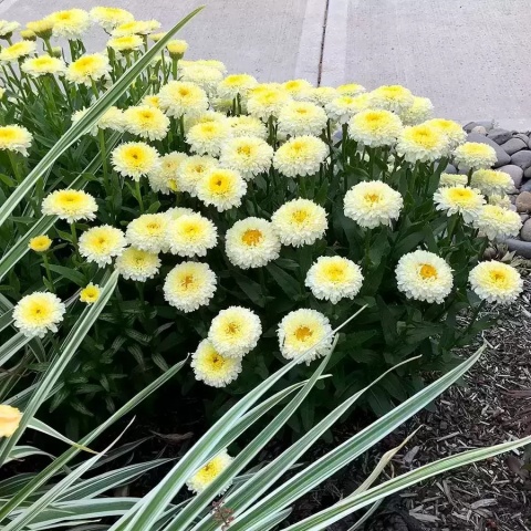 Jastrun- Leucanthemum 'Luna' (L)
