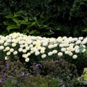 Jastrun- Leucanthemum 'Luna' (L)