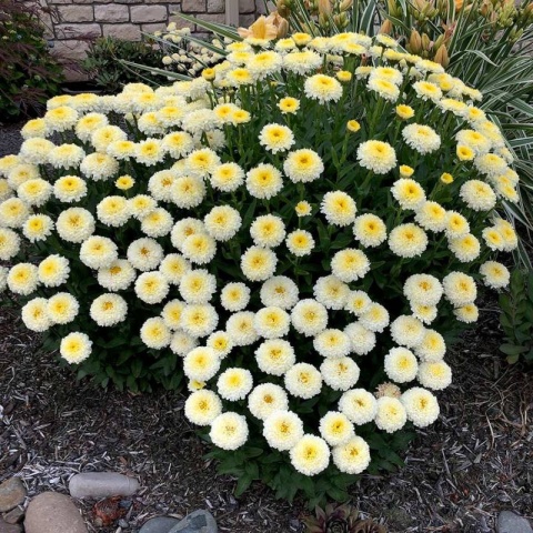 Jastrun- Leucanthemum 'Luna' (L)
