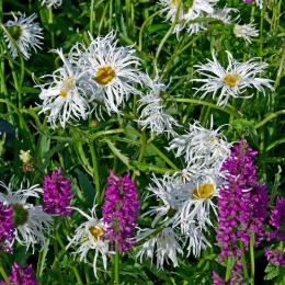 Jastrun- Leucanthemum 'Old Court Variety' (L)