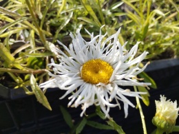 Jastrun- Leucanthemum 'Old Court Variety' (L)