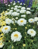 Jastrun- Leucanthemum 'Victorian Secret' (W)