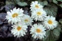Jastrun- Leucanthemum 'Victorian Secret' (W)