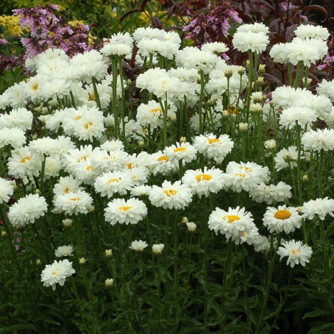 Jastrun- Leucanthemum 'Victorian Secret' (W)