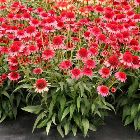 Jeżówka- Echinacea 'CARA MIA Carmine' (L)