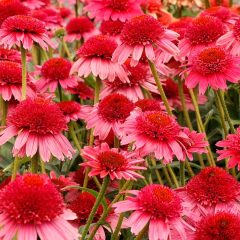 Jeżówka- Echinacea 'CARA MIA Carmine' (L)