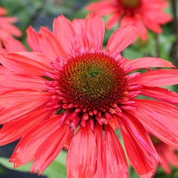 Jeżówka- Echinacea 'CARA MIA Spicy' (L)