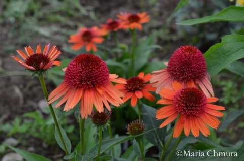 Jeżówka 'Carrot Cake'