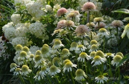 Jeżówka- Echinacea 'Delicious Nougat' (GK)