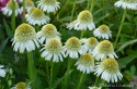 Jeżówka- Echinacea 'Delicious Nougat' (GK)
