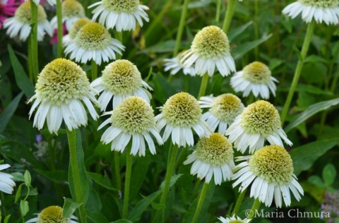 Jeżówka- Echinacea 'Delicious Nougat' (GK)