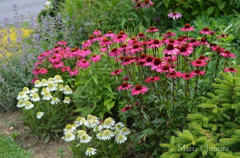 Jeżówka- Echinacea 'Delicious Nougat' (GK)