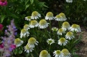 Jeżówka- Echinacea 'Delicious Nougat' (GK)