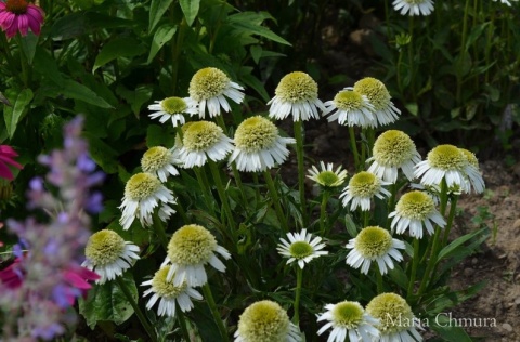 Jeżówka- Echinacea 'Delicious Nougat' (GK)