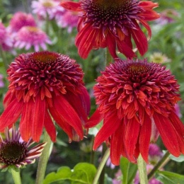 Jeżówka- Echinacea 'Eccentric' (GK)