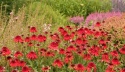 Jeżówka- Echinacea 'Eccentric' (GK)