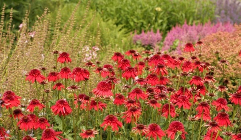 Jeżówka- Echinacea 'Eccentric' (GK)