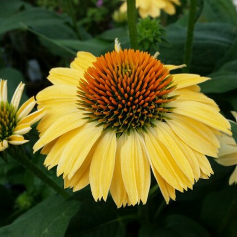 Jeżówka- Echinacea 'Aloha' (L)