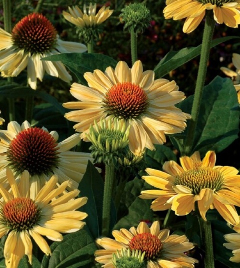 Jeżówka- Echinacea 'Aloha' (L)