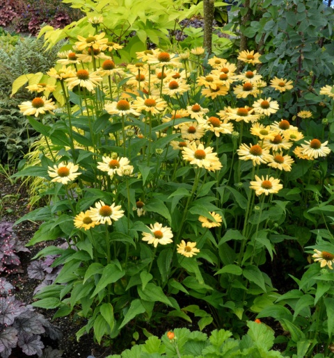 Jeżówka- Echinacea 'Aloha' (L)