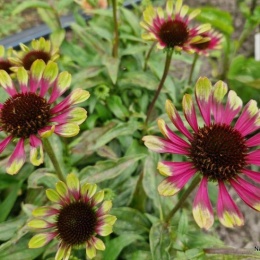 Jeżówka- Echinacea 'Choco Green' (W)